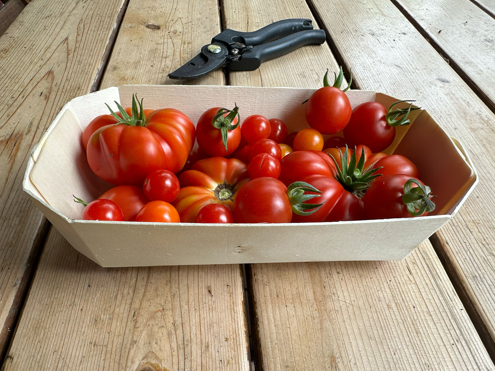 Tomates du jardin