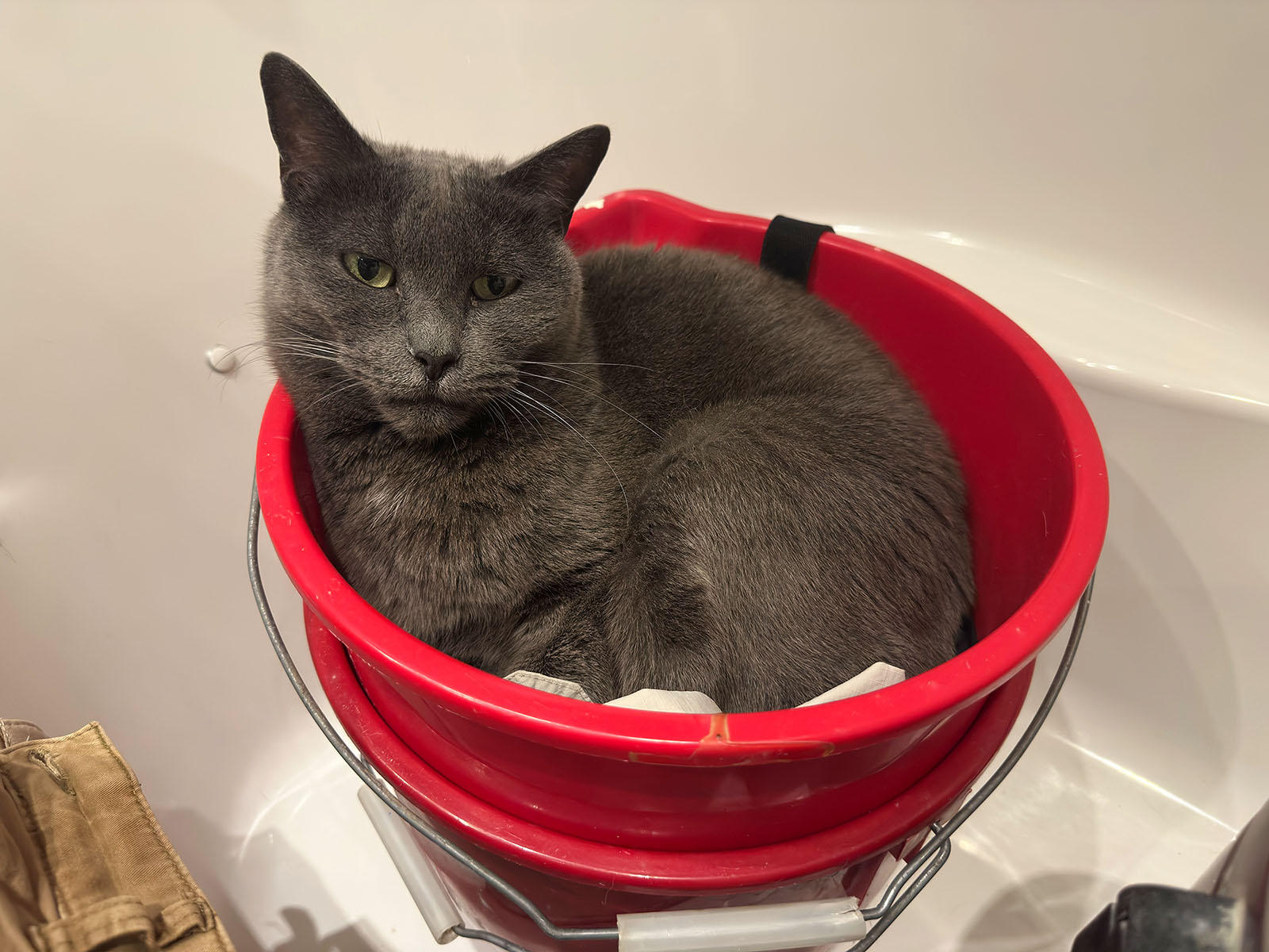 Le chat Ti-Gris