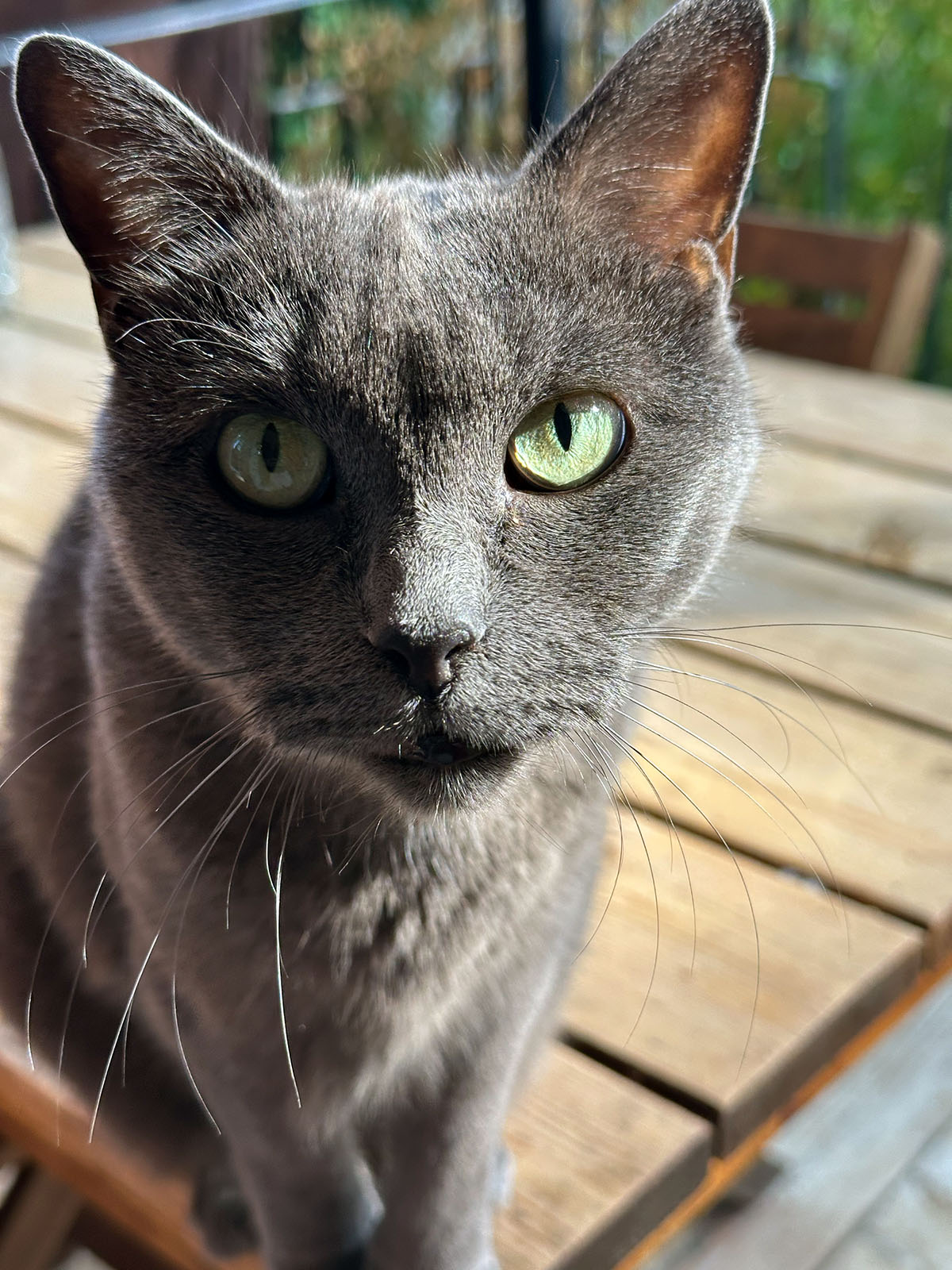 Le chat Ti-Gris