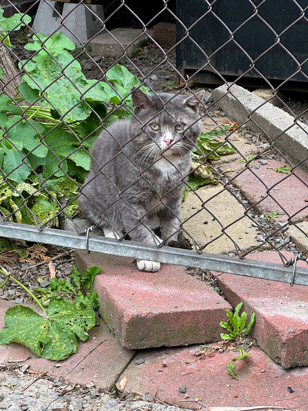 Chat de ruelle