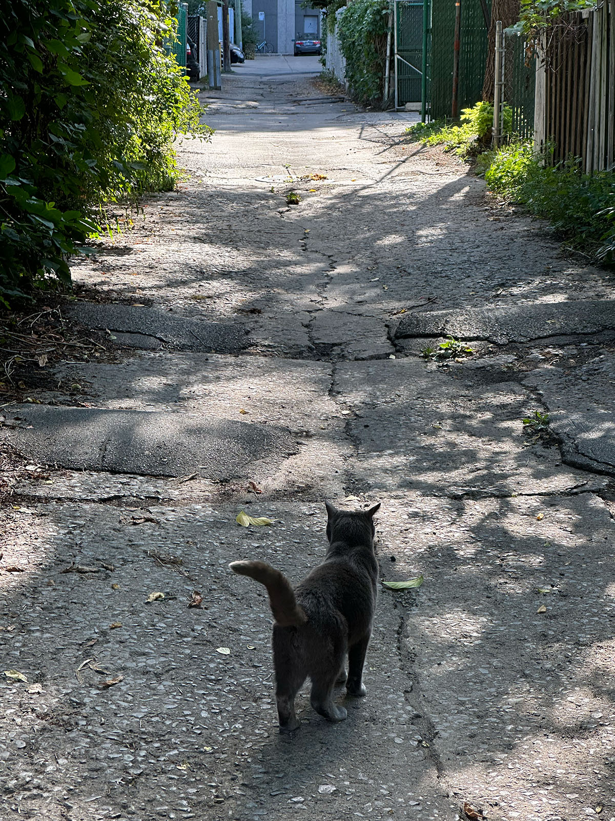Ruelle de Montréal