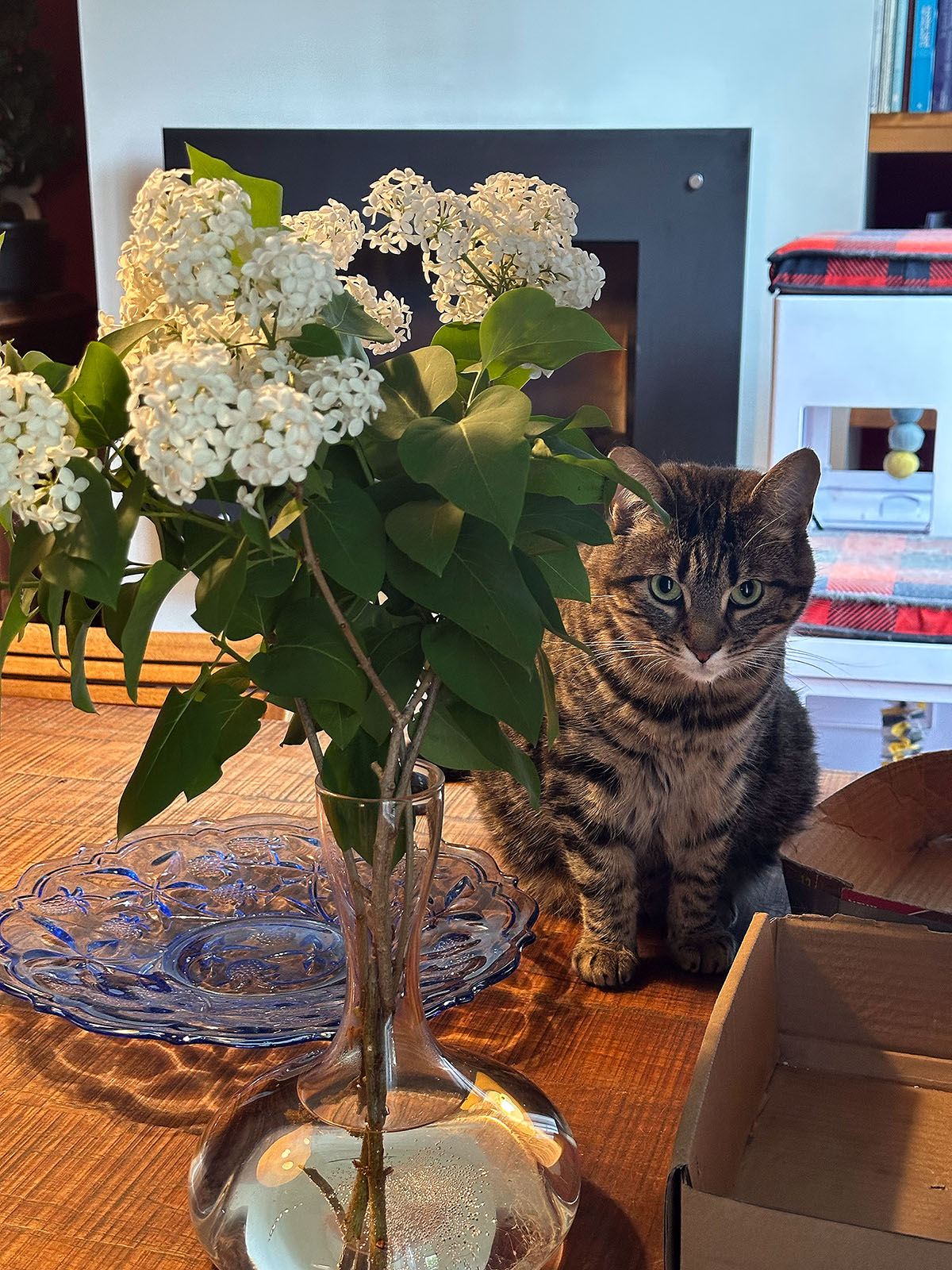 Temps du lilas