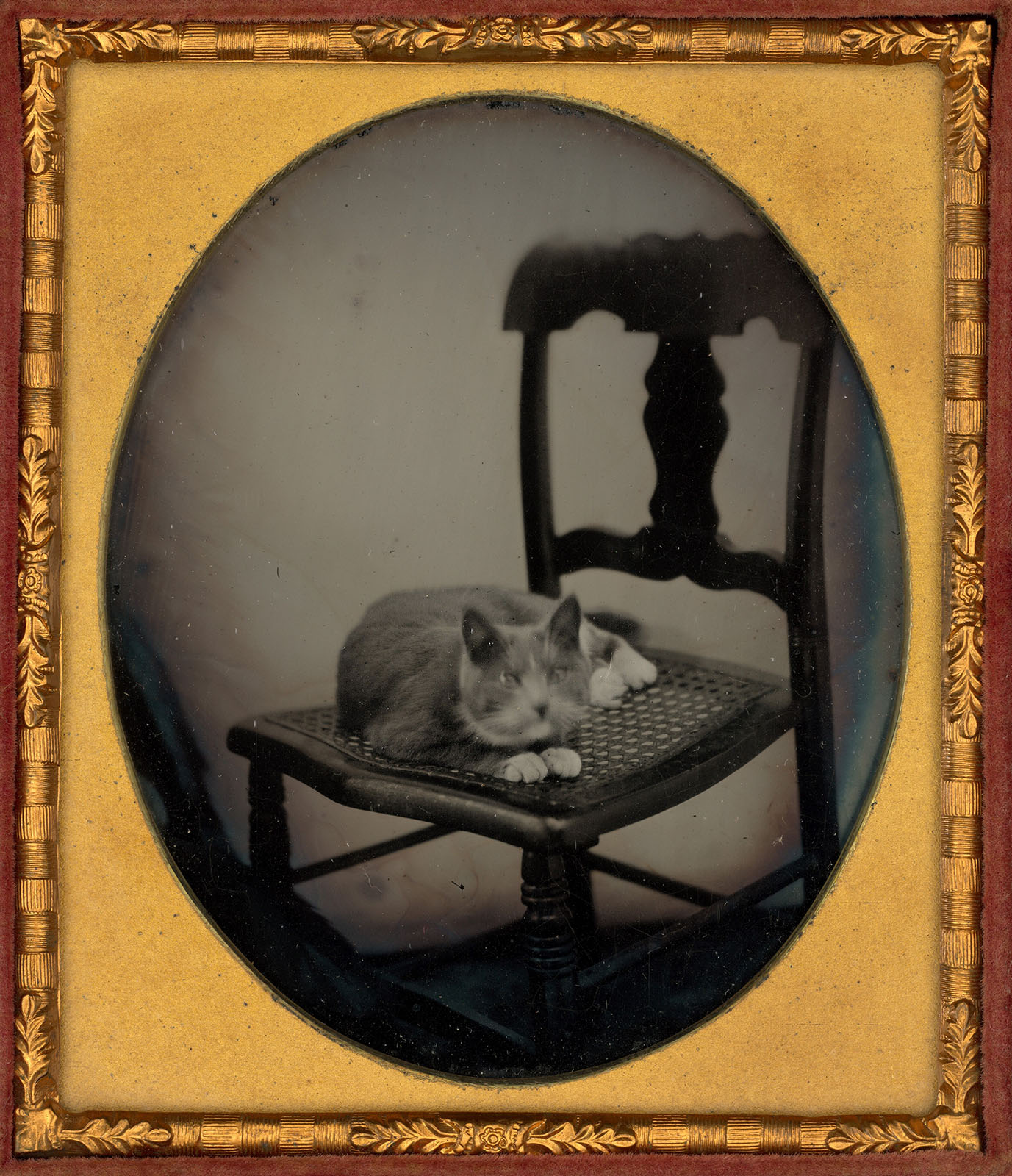 Portrait de chat, vers 1858.
