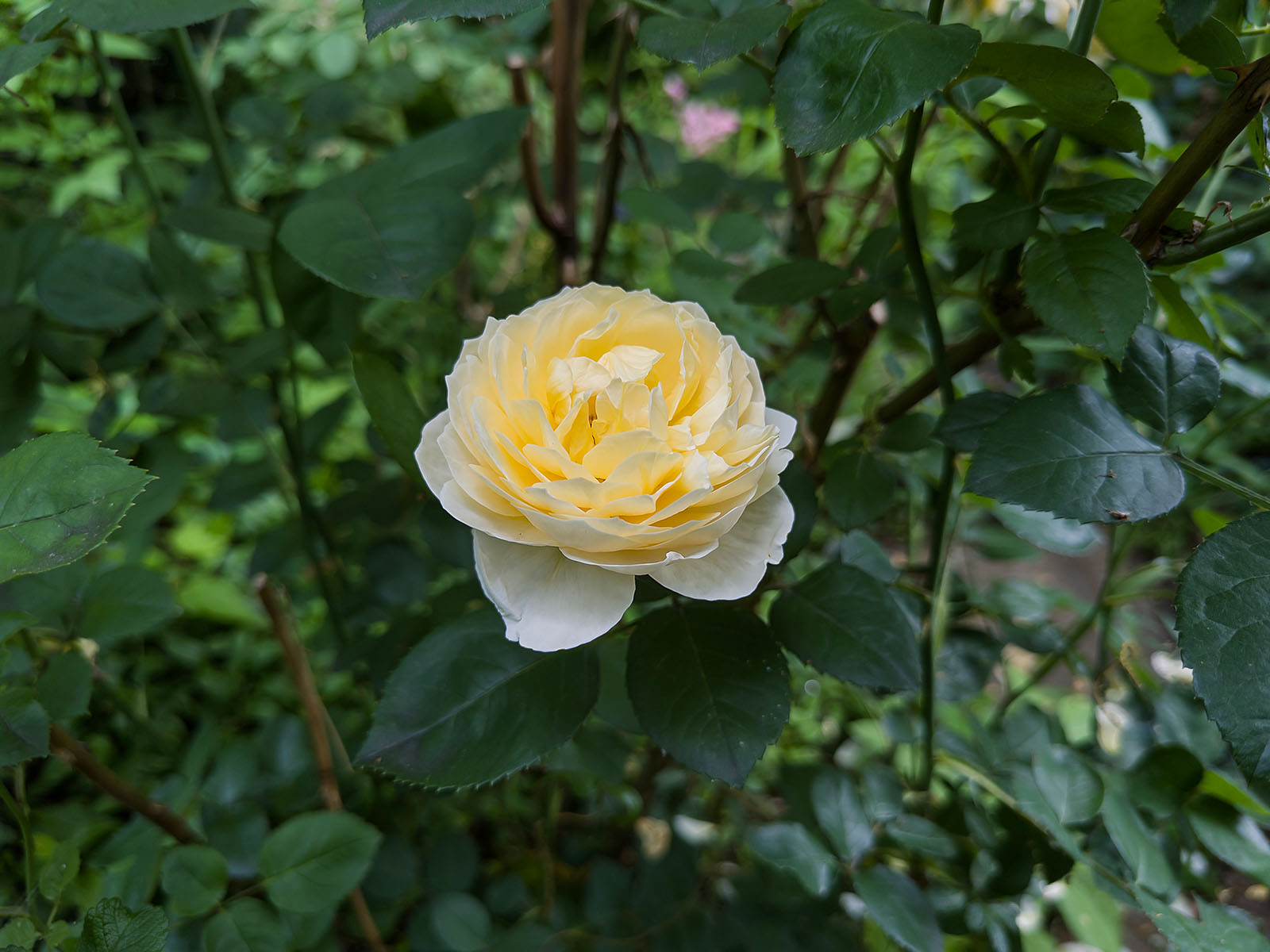 ‘Charlotte’, rose anglaise David Austin
