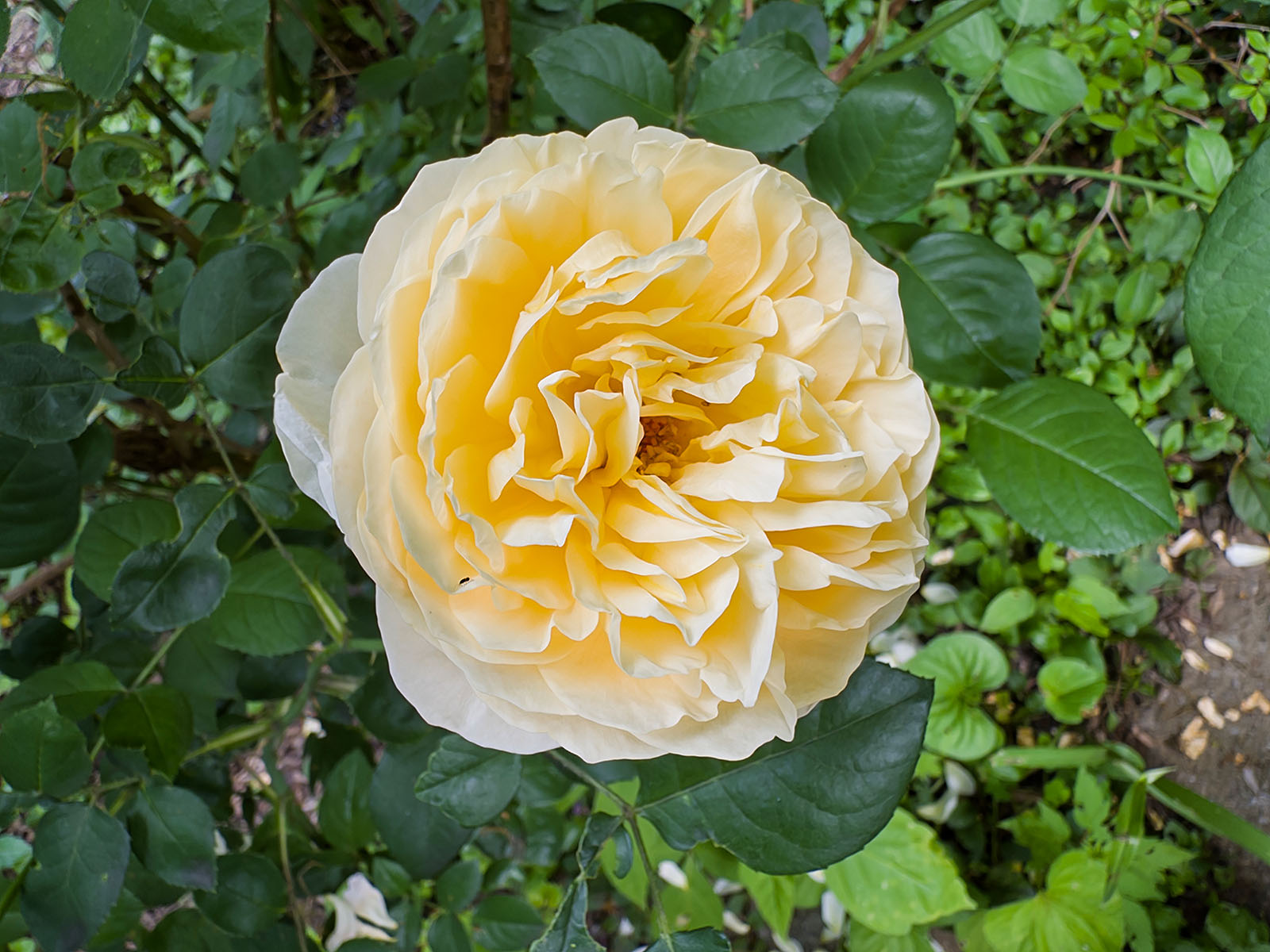 Rose Charlotte de David Austin à Montréal, 2026