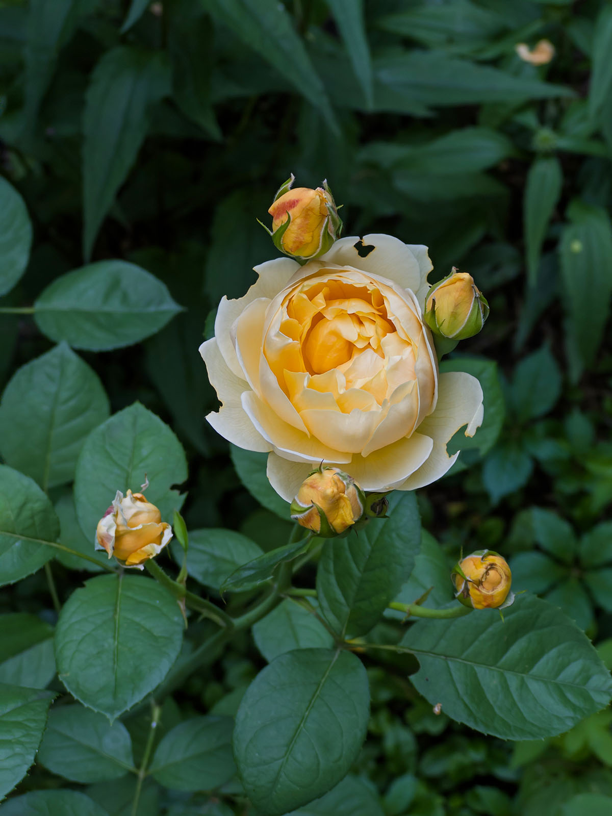 Rose Charlotte de David Austin à Montréal, 2026