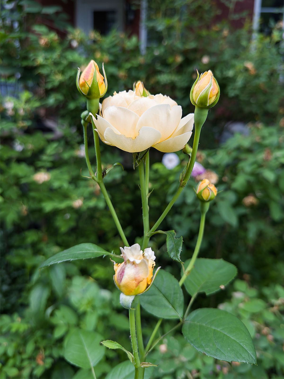 Rose Charlotte de David Austin à Montréal, 2026