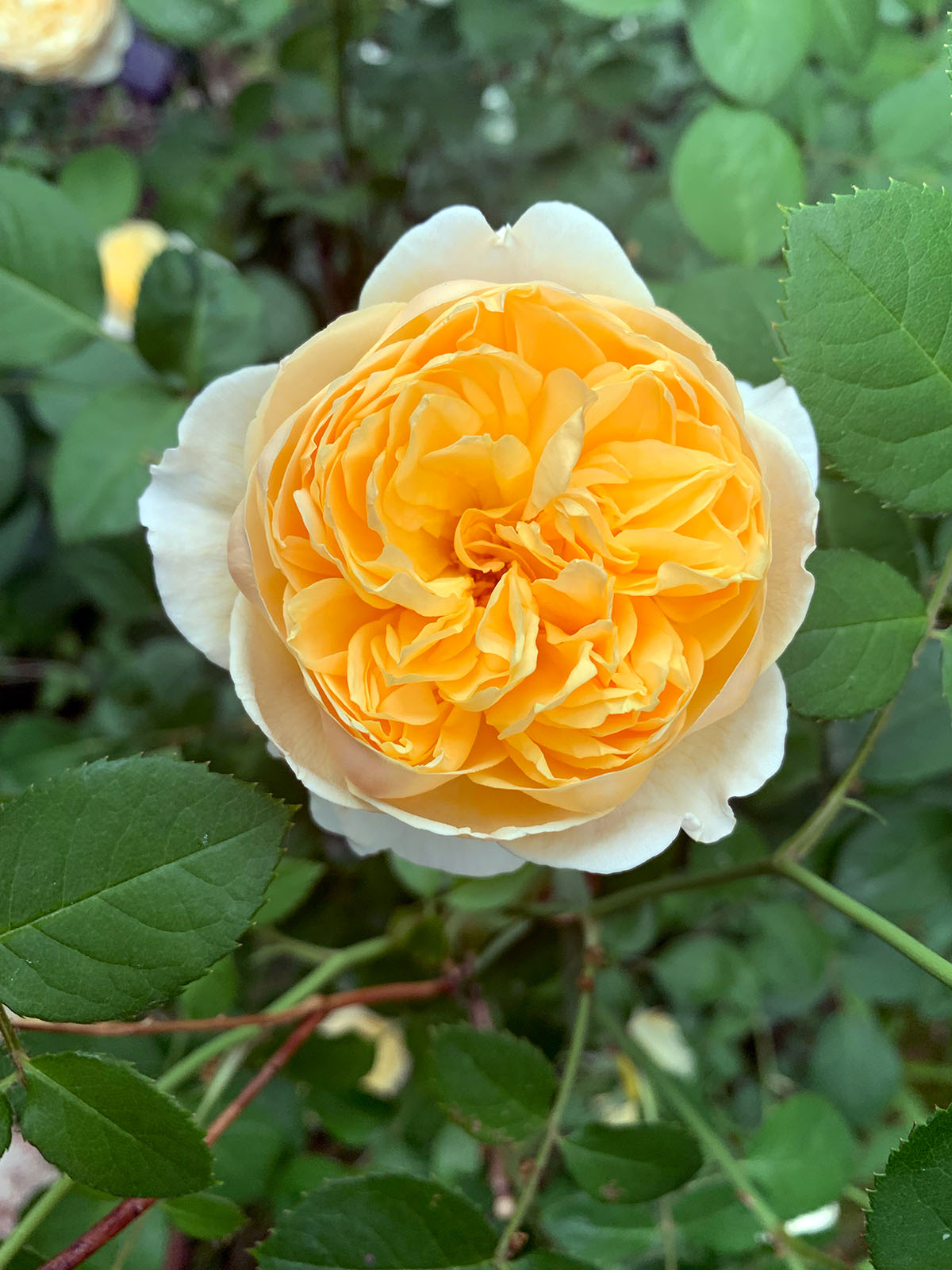 Rose Charlotte de David Austin à Montréal, 2021