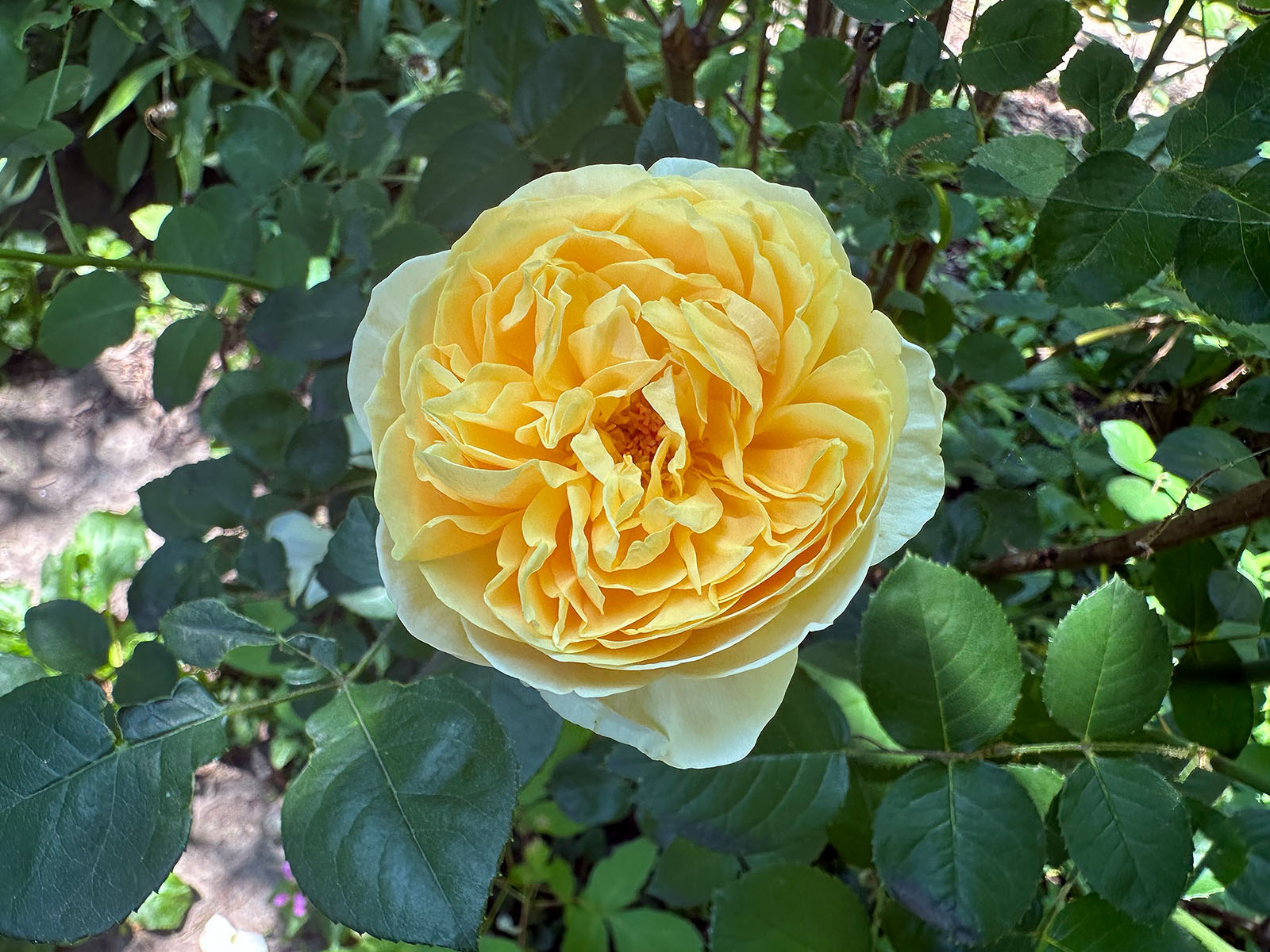 Rose Charlotte de David Austin à Montréal, 2026