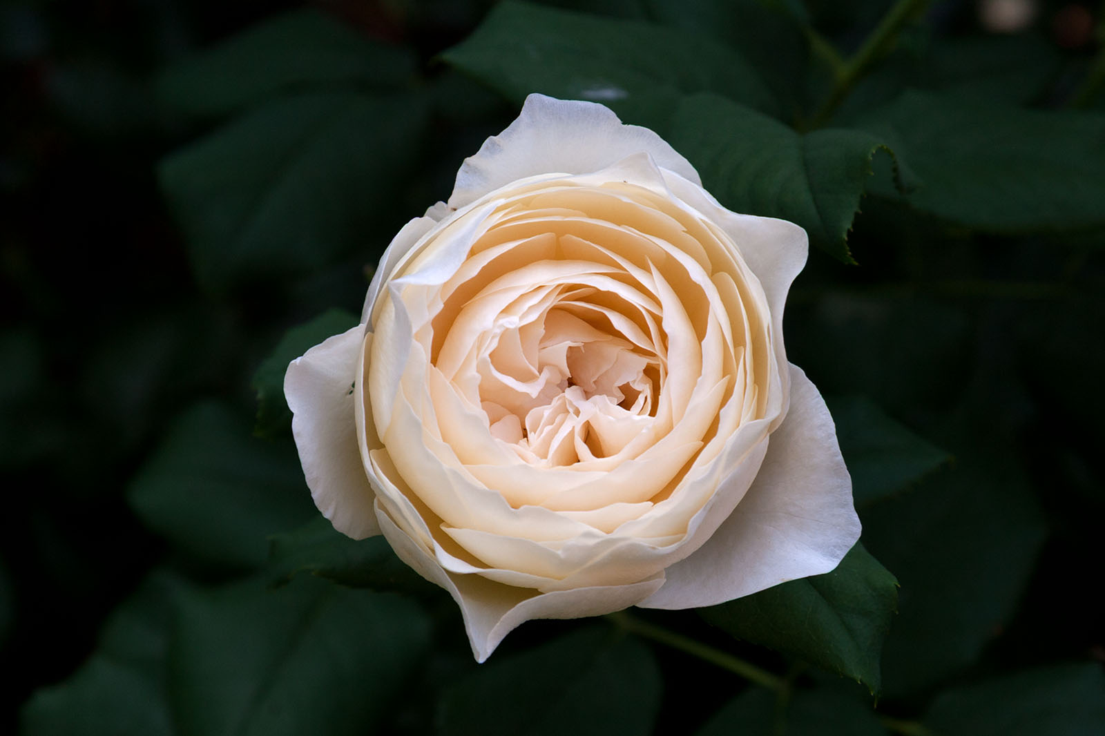 Rose ‘Rose-Marie’, Valderose/David Austin