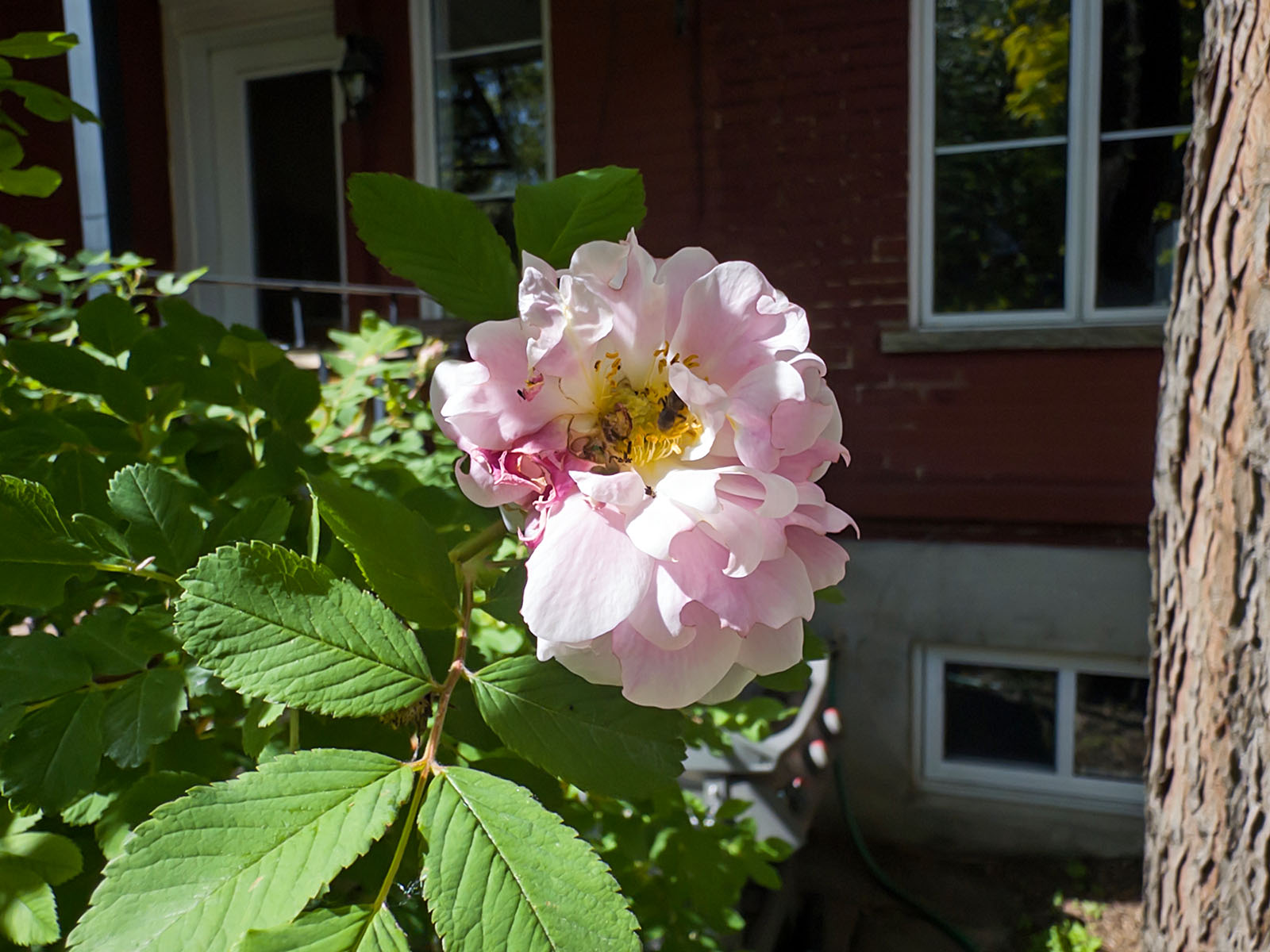 Première rose de l’année
