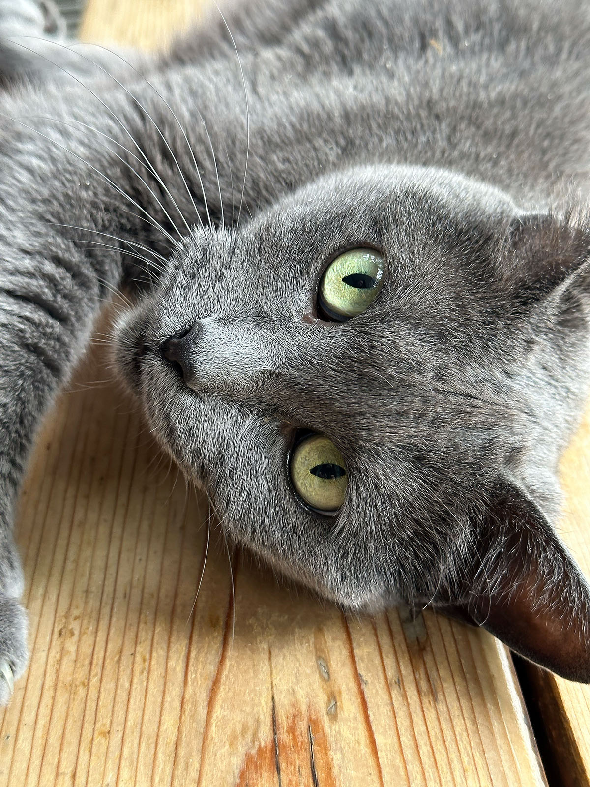 Le chat Ti-Gris