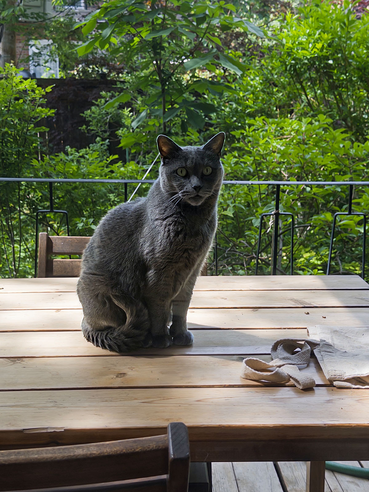 Le chat P’tit Gris. Montréal.