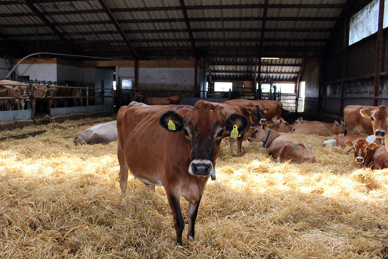 Camembert et lait de vache jersey