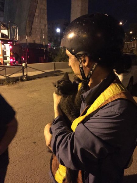 Sauvetage de chat au pont Jacques Cartier