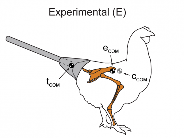 Chicken with artificial tails.