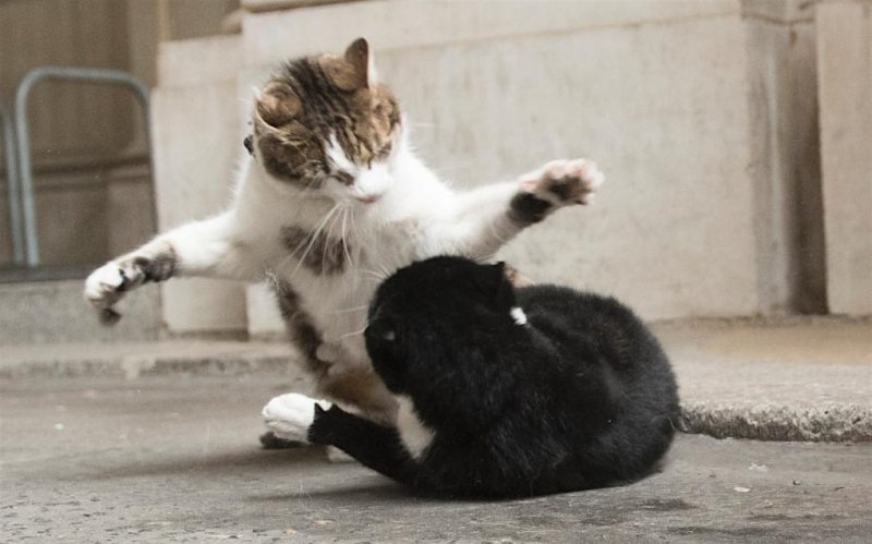 Larry gets the upper hand on Palmerston.