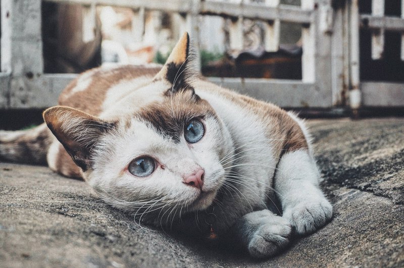Chat aux yeux bleus.