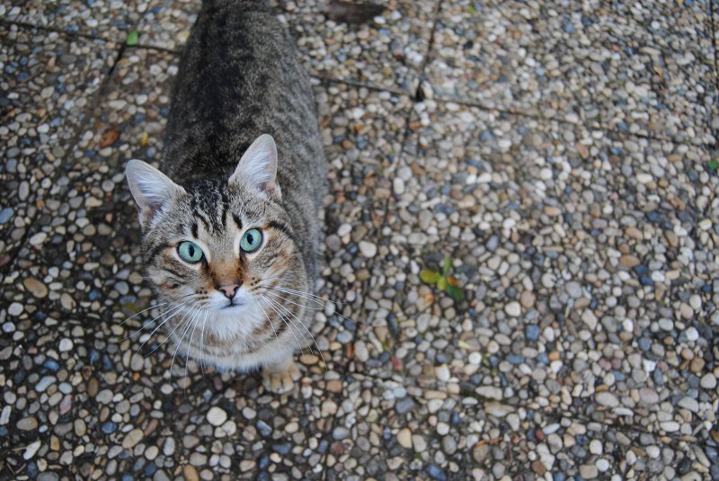 Chat aux yeux turquoise.